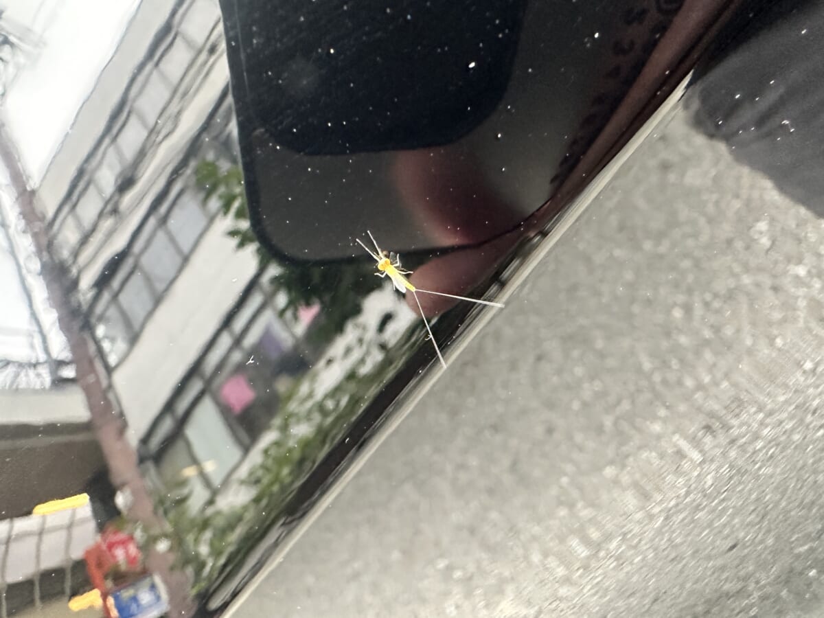 人に夢と書いてはかない